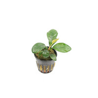 Anubias Coffeifolia | Koffieblad anubias | in 5 cm pot