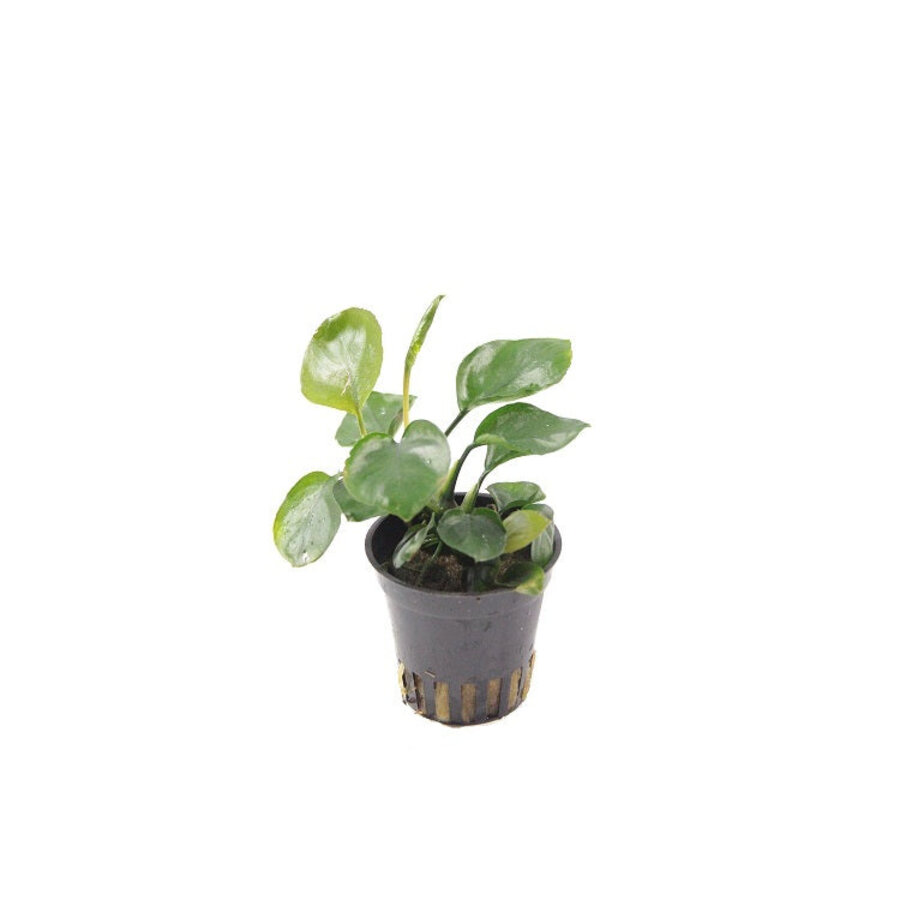 Anubias Golden coin in 5 cm pot