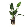 Anubias Hastifolia | Hartvormig reuzenspeerblad | in 5 cm pot