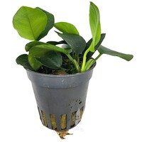 Anubias Nana Gold | Dwergspeerblad goud | in 5 cm pot