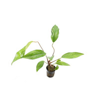 Anubias Lanceolata | In 5 cm pot