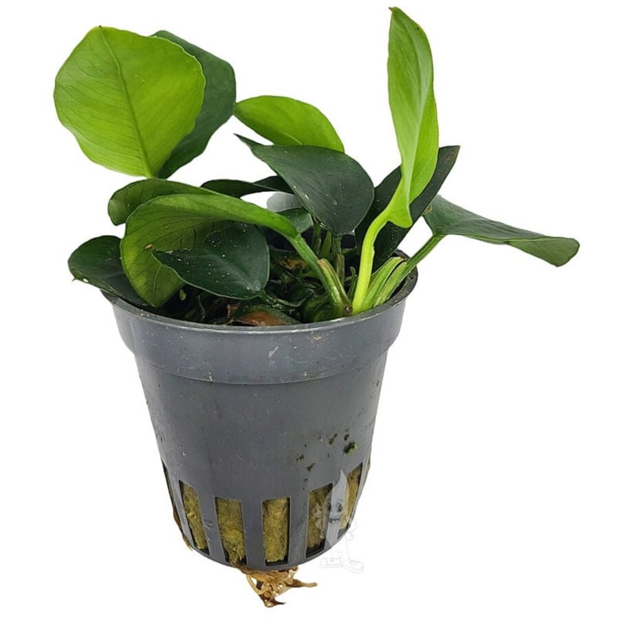 Anubias Nana | Dwergspeerblad | in 5 cm pot