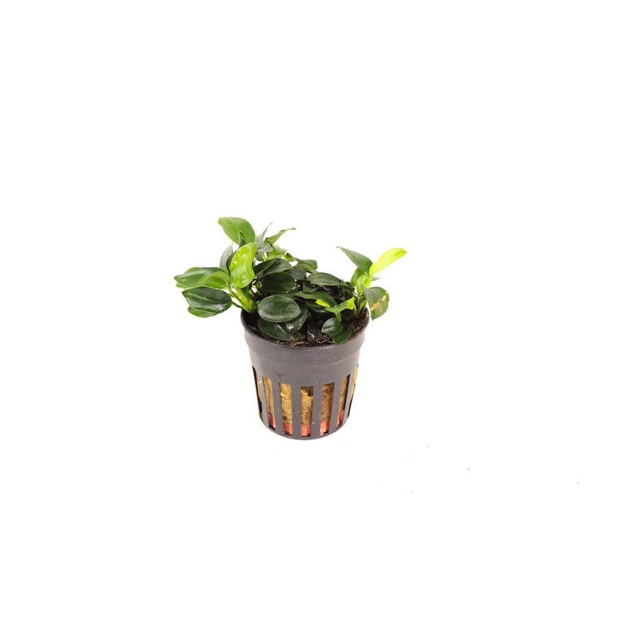 Anubias mini | Mini Speerblad | in 5 cm pot