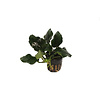 Anubias Nana Thick Leaf | Dwerg Speerblad | in 5 cm pot