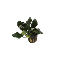 Anubias Nana Thick Leaf | Dwerg Speerblad | in 5 cm pot