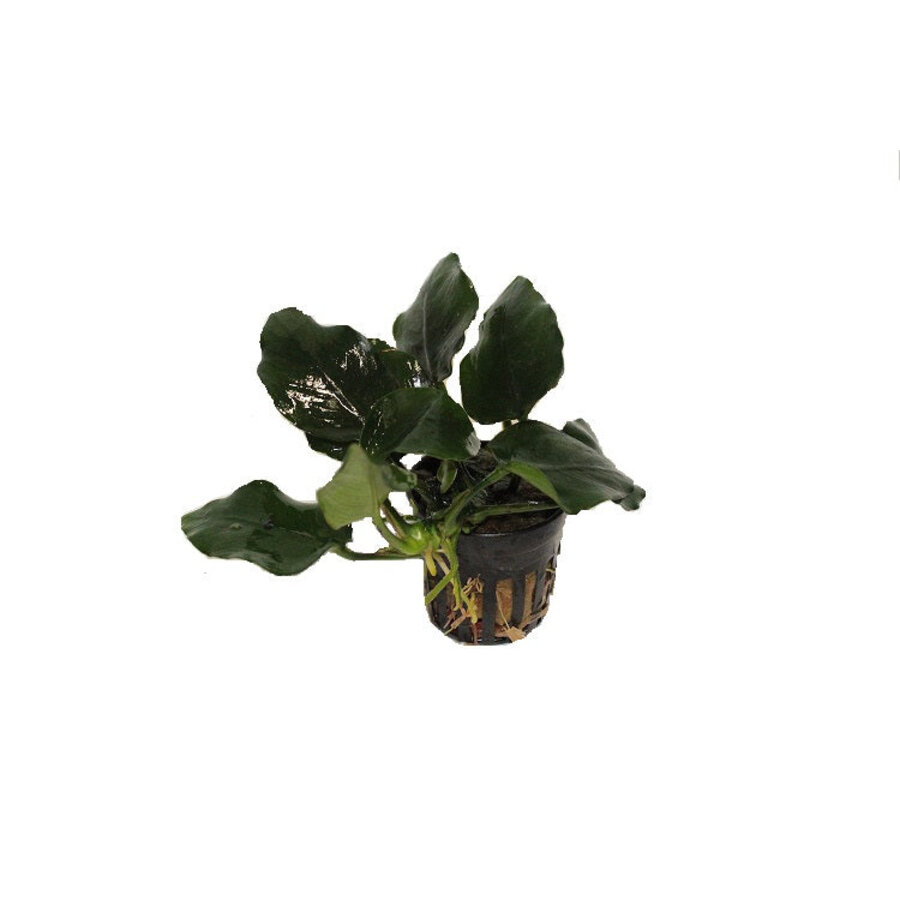 Anubias Nana Thick Leaf | Dwerg Speerblad | in 5 cm pot