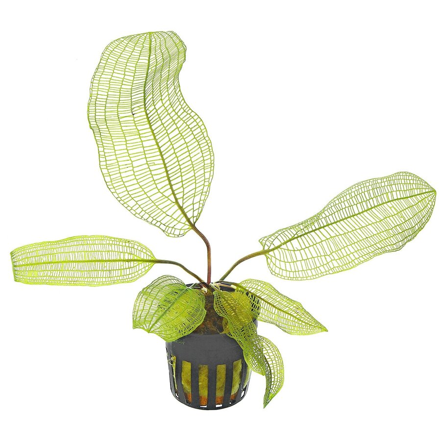 Aponogeton Madagascariensis | Gaasplant | in 5 cm pot