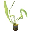 Aponogeton henkelianus | Smalle Gaasplant | in 5 cm pot
