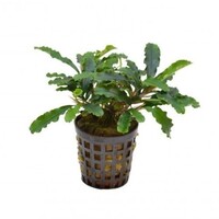 Bucephelandra sintang | In 5cm pot