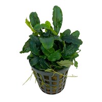 Bucephelandra theia green in 5 cm pot