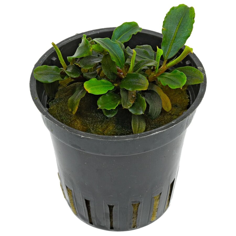 Bucephalandra Lamandau in 5 cm pot