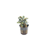 Bucephalandra Maia in 5 cm pot