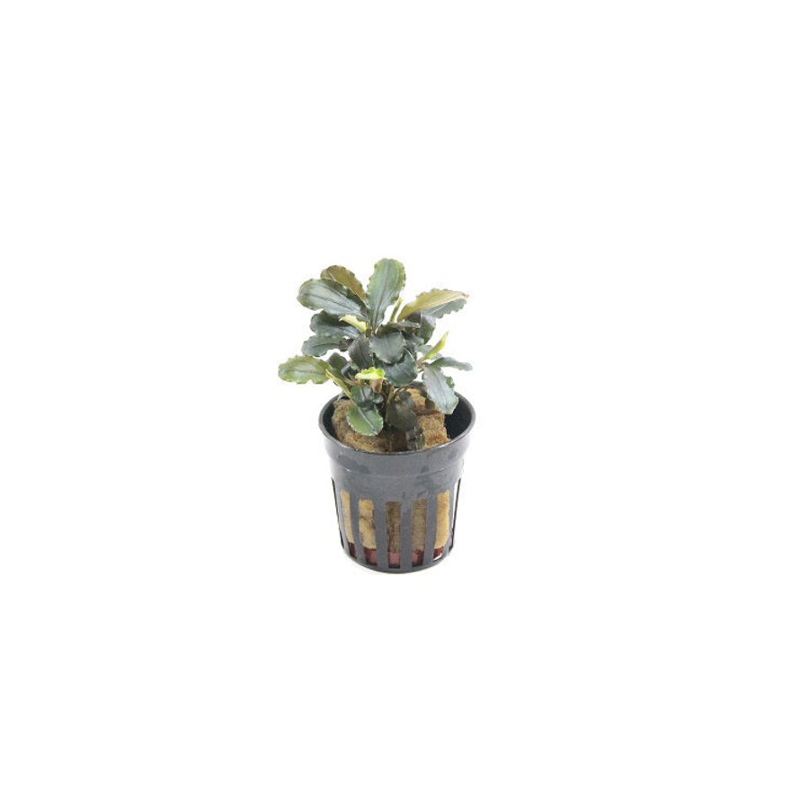 Bucephalandra Maia in 5 cm pot