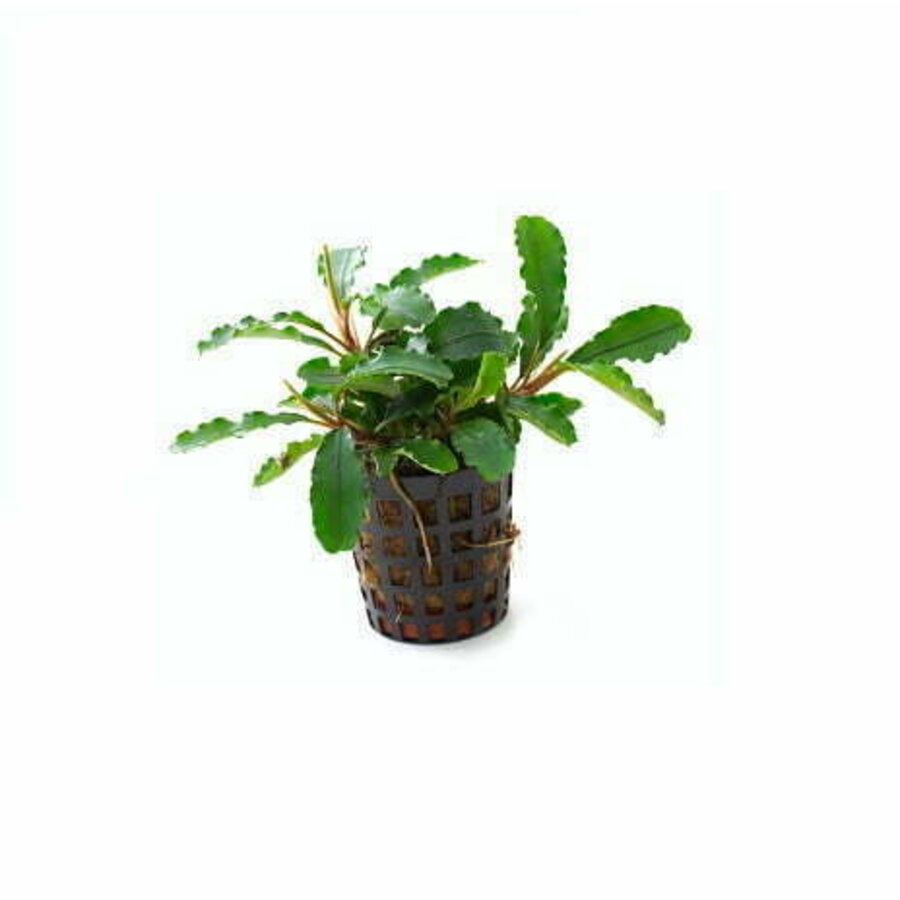 Bucephalandra Green Velvet in 5 cm pot