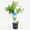 Chamaedorea | Mexicaanse dwergpalm | in 5 cm pot
