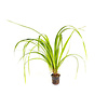 Cyperus Helferi | Thais Cypergras | in 5 cm pot