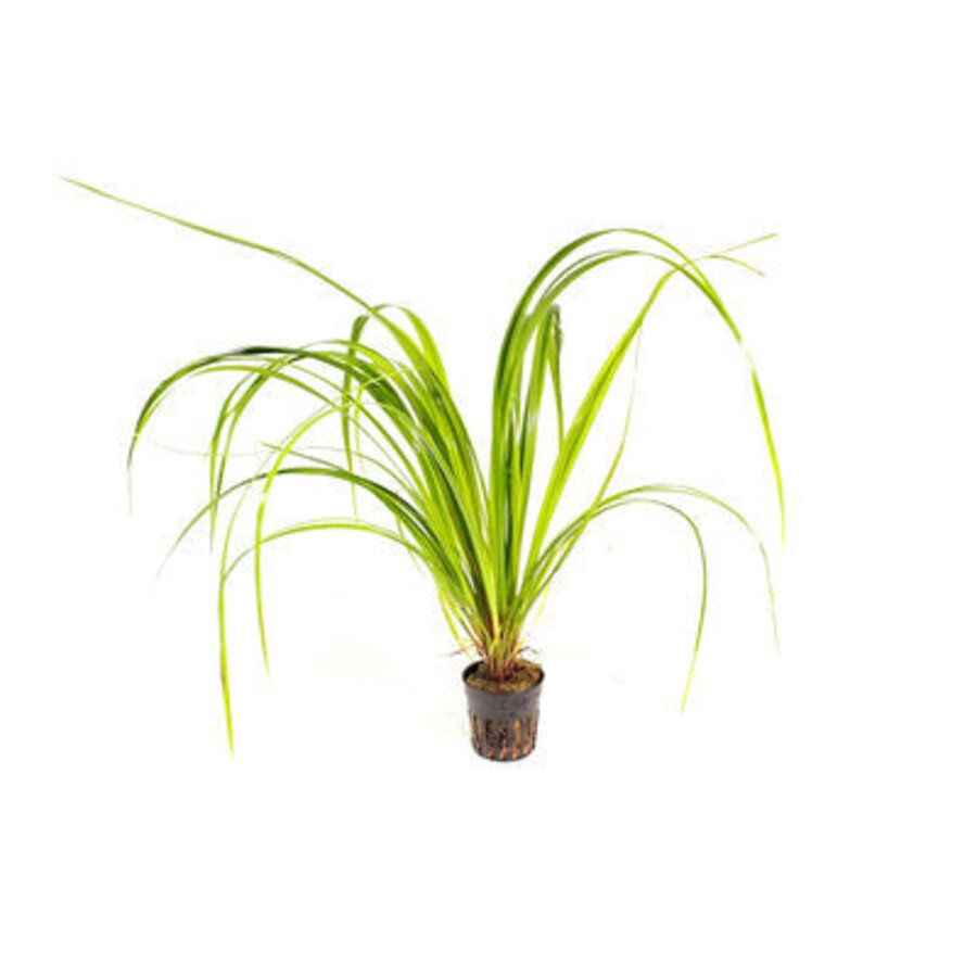 Cyperus Helferi | Thais Cypergras | in 5 cm pot