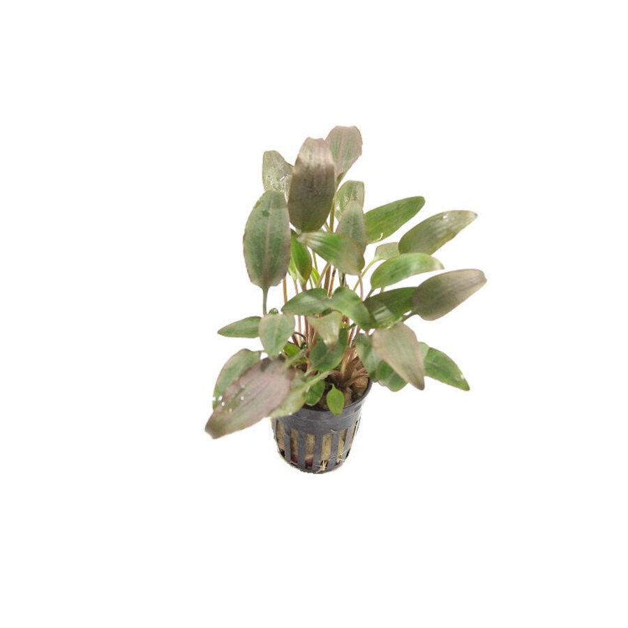 Cryptocoryne Wendtii Rood | Rode langstelige wendtii | in 5 cm pot