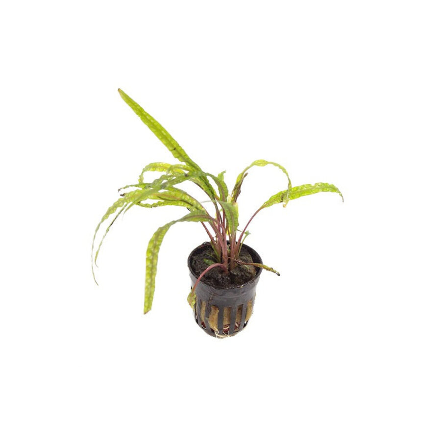Cryptocoryne Balansae in 5 cm pot