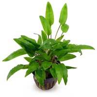 Cryptocoryne Wendtii Green Gecko in 5 cm pot