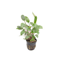 Cryptocoryne Bullosa in 5 cm pot