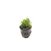 Cryptocoryne Parva in 5 cm pot