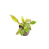 Cryptocoryne willissii in 5 cm pot