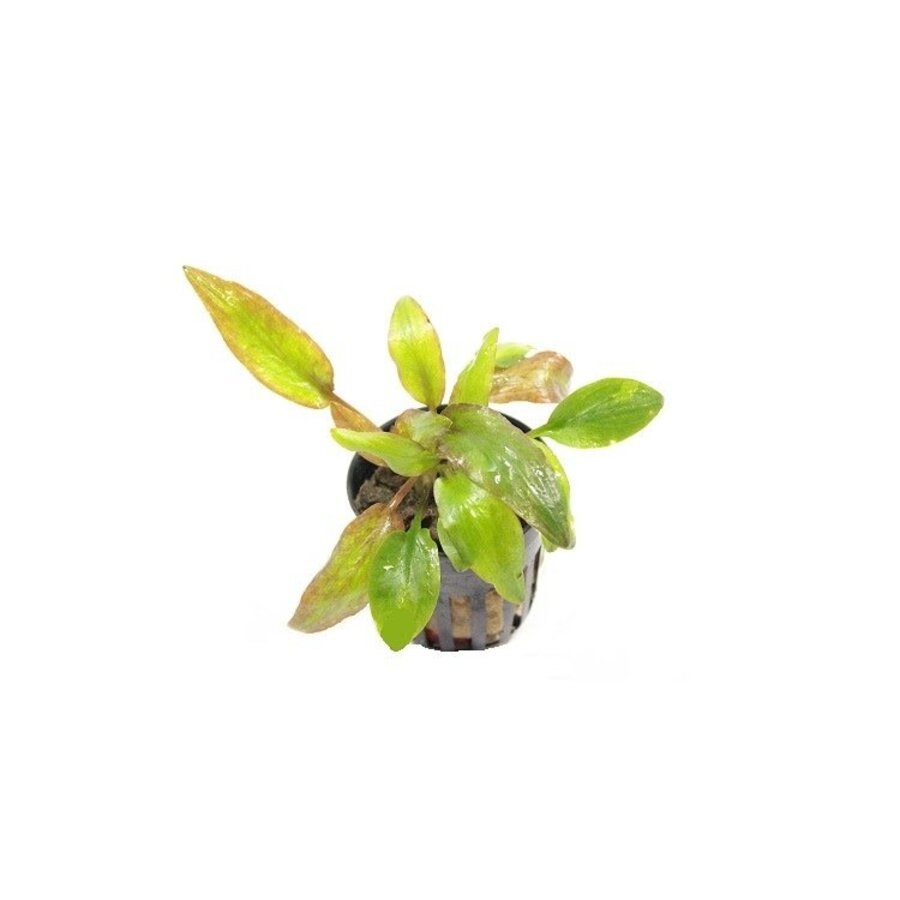 Cryptocoryne willissii in 5 cm pot