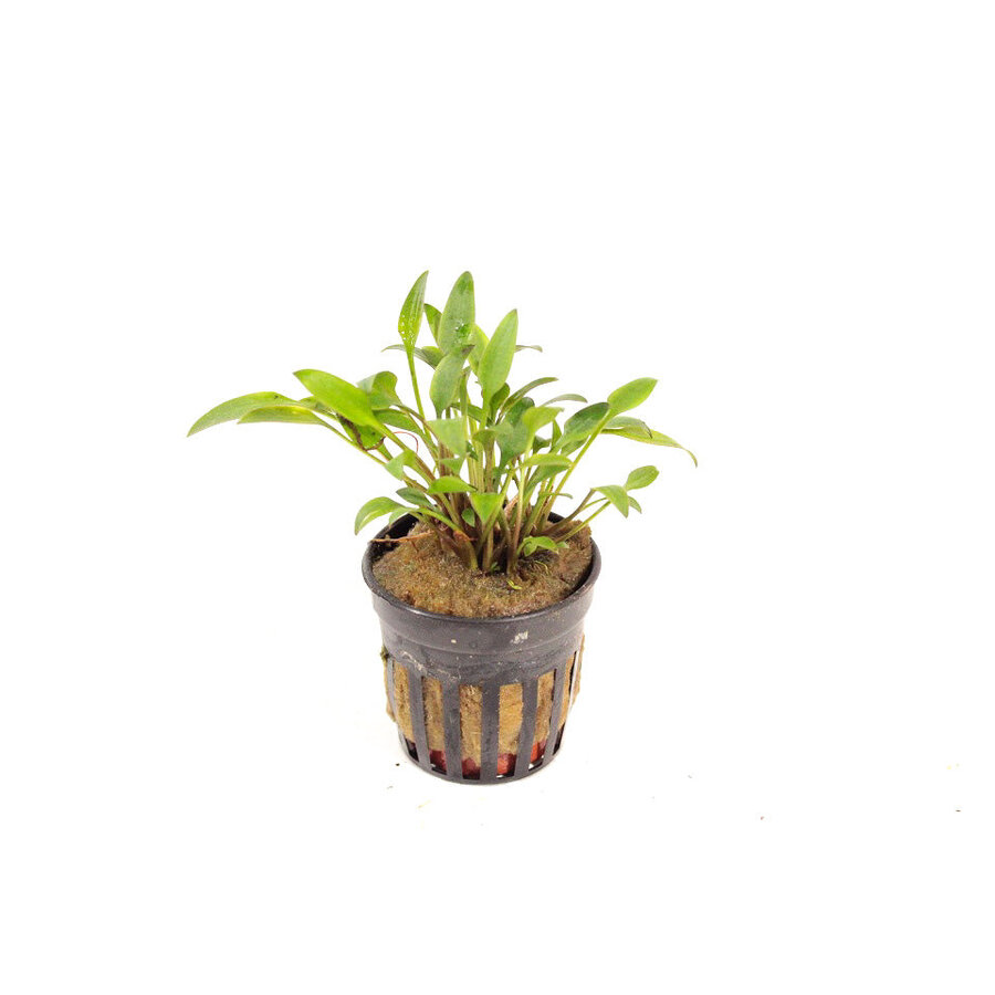 Cryptocoryne Lutea 5 in cm pot