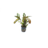 Echinodorus Atlandsberg | Waterweegbree | in 5 cm pot