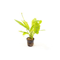 Echinodorus Cordofolius Marble in 5 cm pot