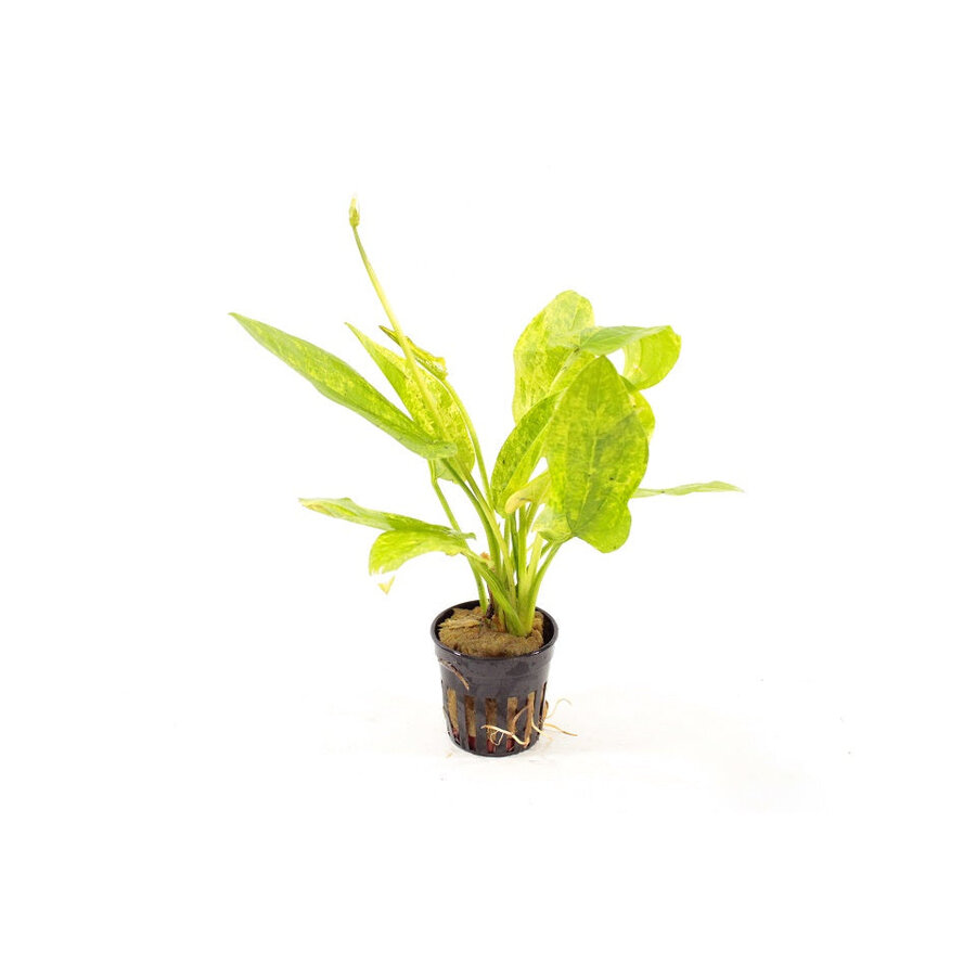 Echinodorus Cordofolius Marble in 5 cm pot