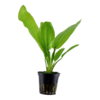 Echinodorus Cordofolius | Waterweegbree | in 5 cm pot