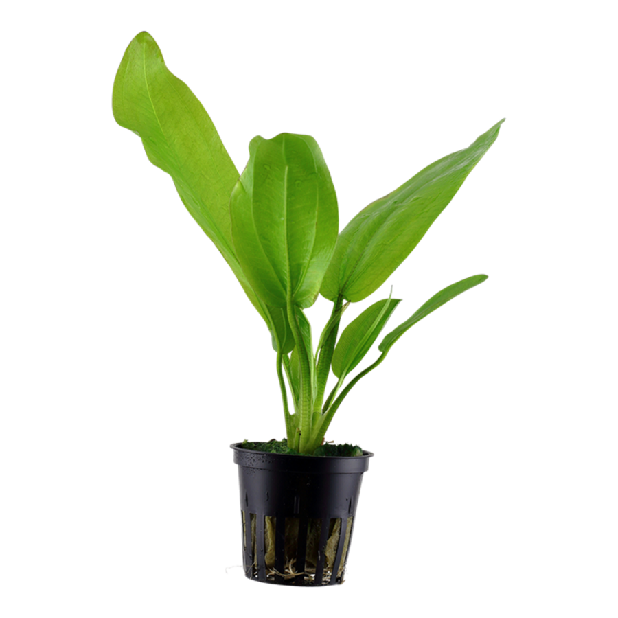 Echinodorus Cordofolius | Waterweegbree | in 5 cm pot