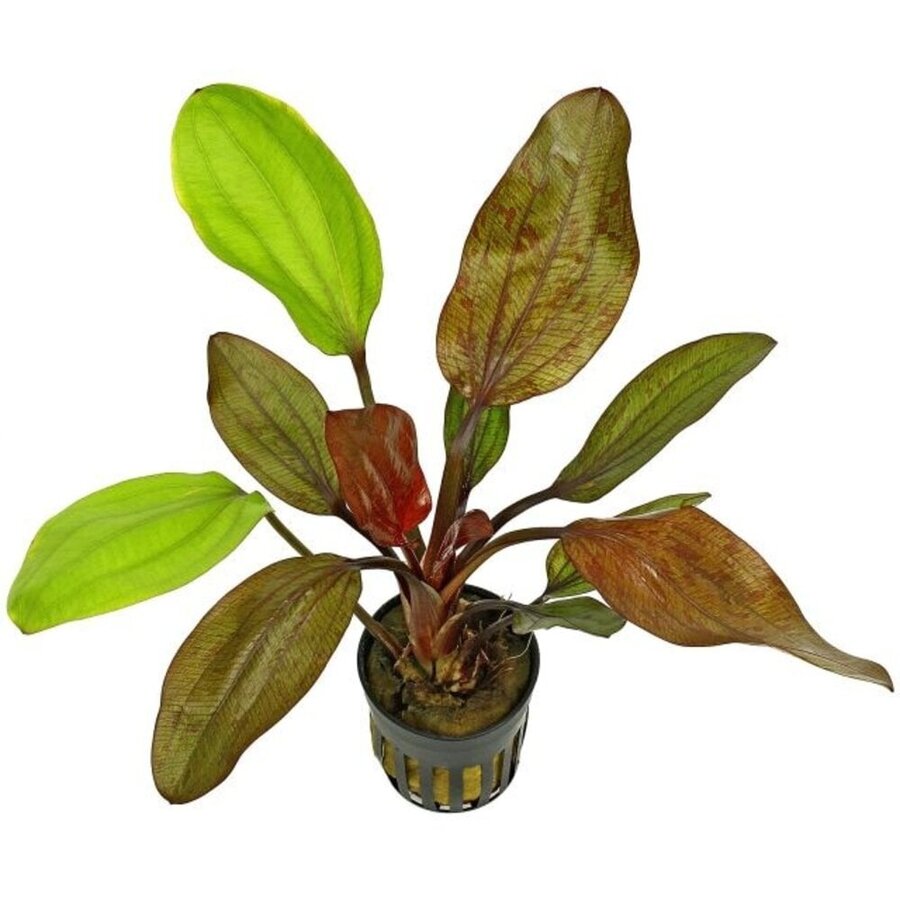 Echinodorus Fancy Twist | Zwaardplant | in 5 cm pot