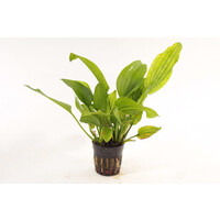 Echinodorus Gabrielli in 5 cm pot