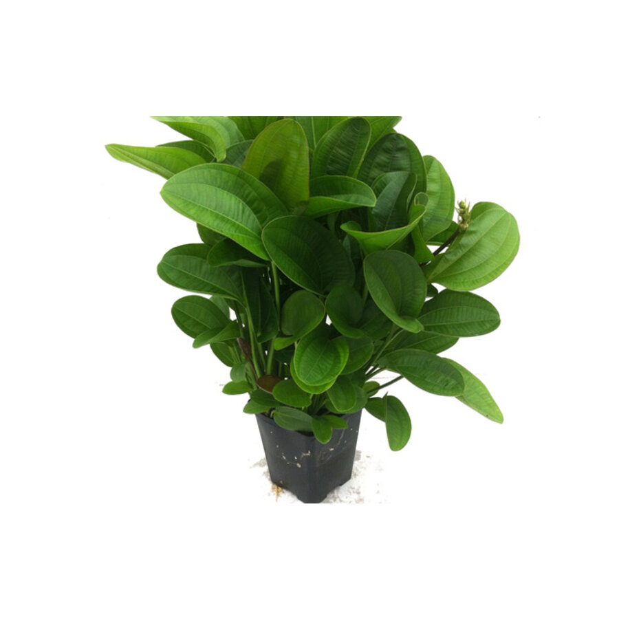 Echinodorus Harbich Groen in 5 cm pot