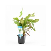 Echinodorus Impaii in 5 cm pot