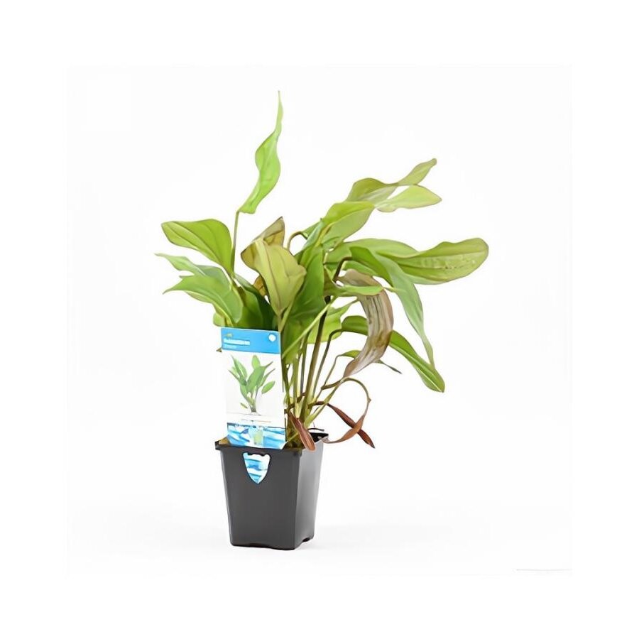 Echinodorus Impaii in 5 cm pot