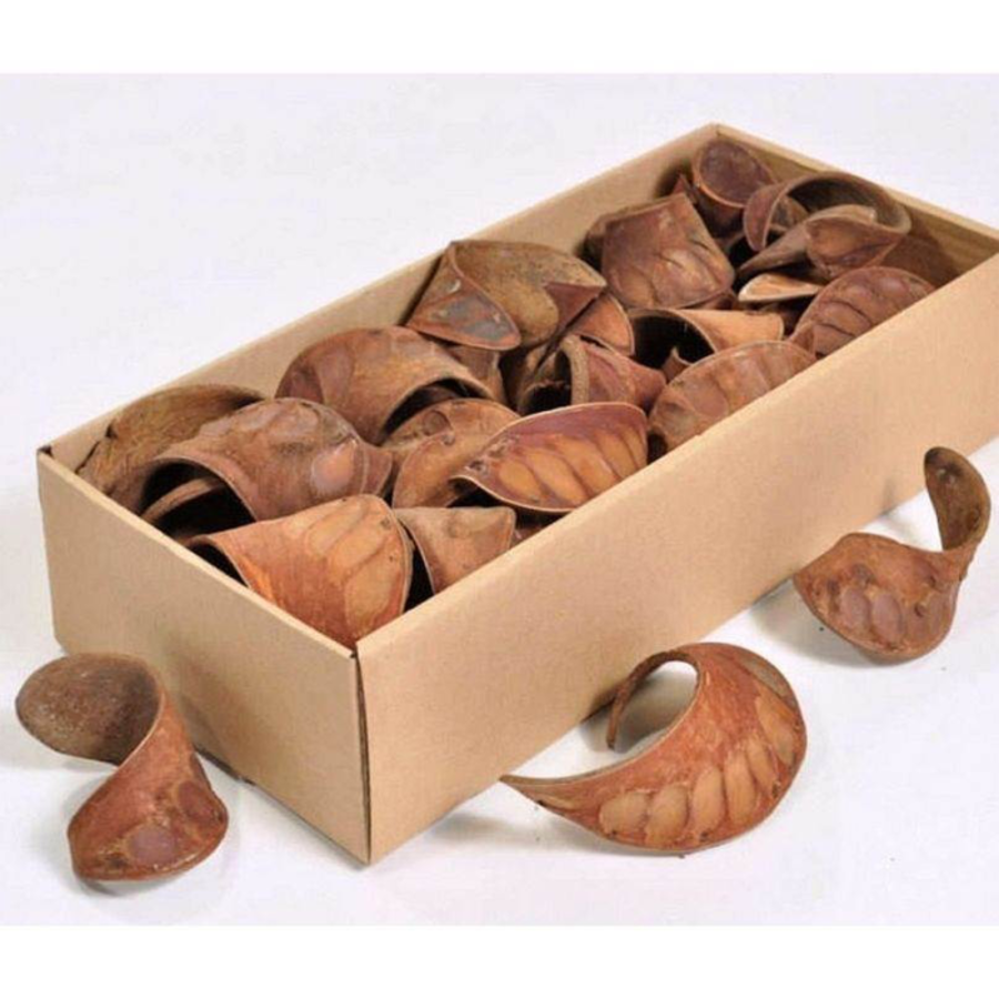 AquaCurl 8-10 cm | natuurlijke schuilplaats met tannines voor aquarium