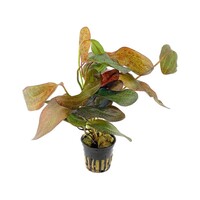 Echinodorus Ozelot Rood in 5 cm pot
