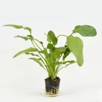 Echinodorus Ozelot Groen in 5 cm pot