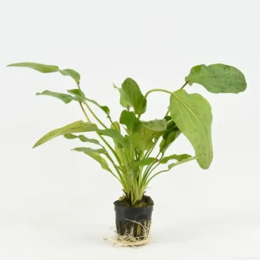 Echinodorus Ozelot Groen in 5 cm pot