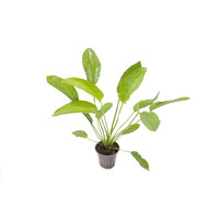 Echinodorus Tricolor 5 in cm pot
