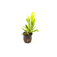 Echinodorus Granat  in 5 cm pot