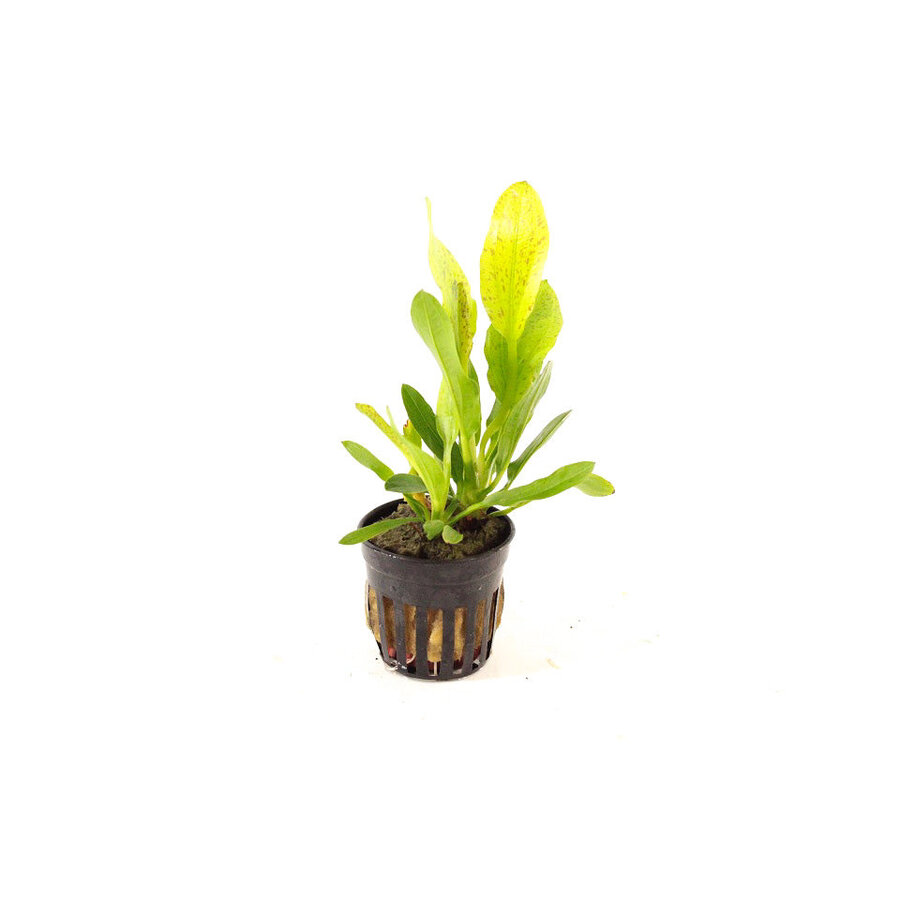 Echinodorus Granat  in 5 cm pot