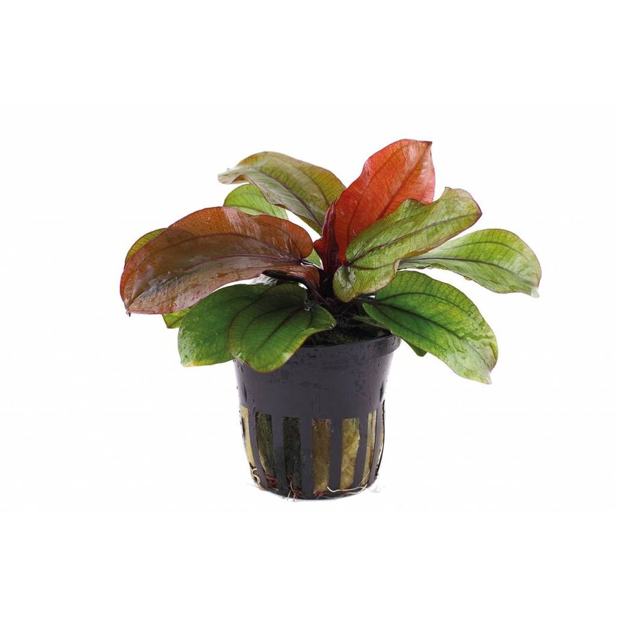 Echinodorus Reni | Zwaardplant | in 5 cm pot