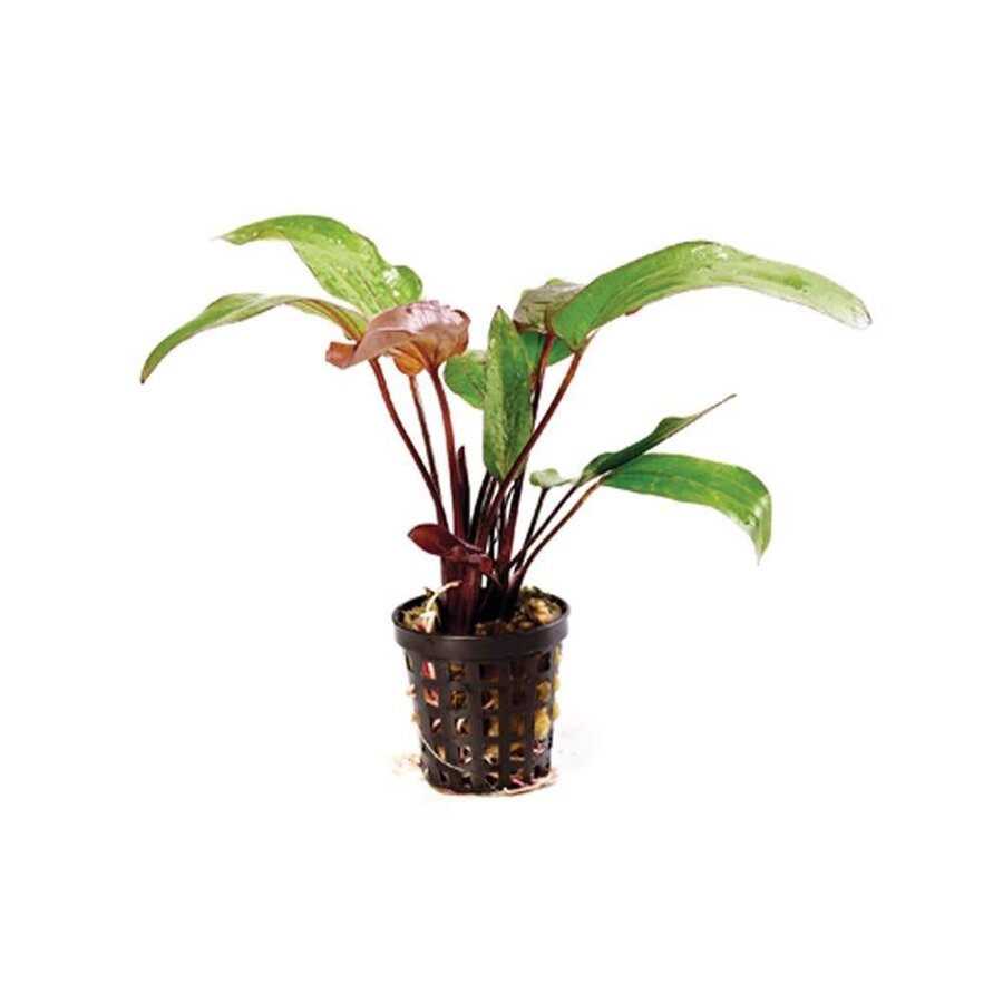 Echinodorus Red Devil | Rode Duivel | in 5 cm pot