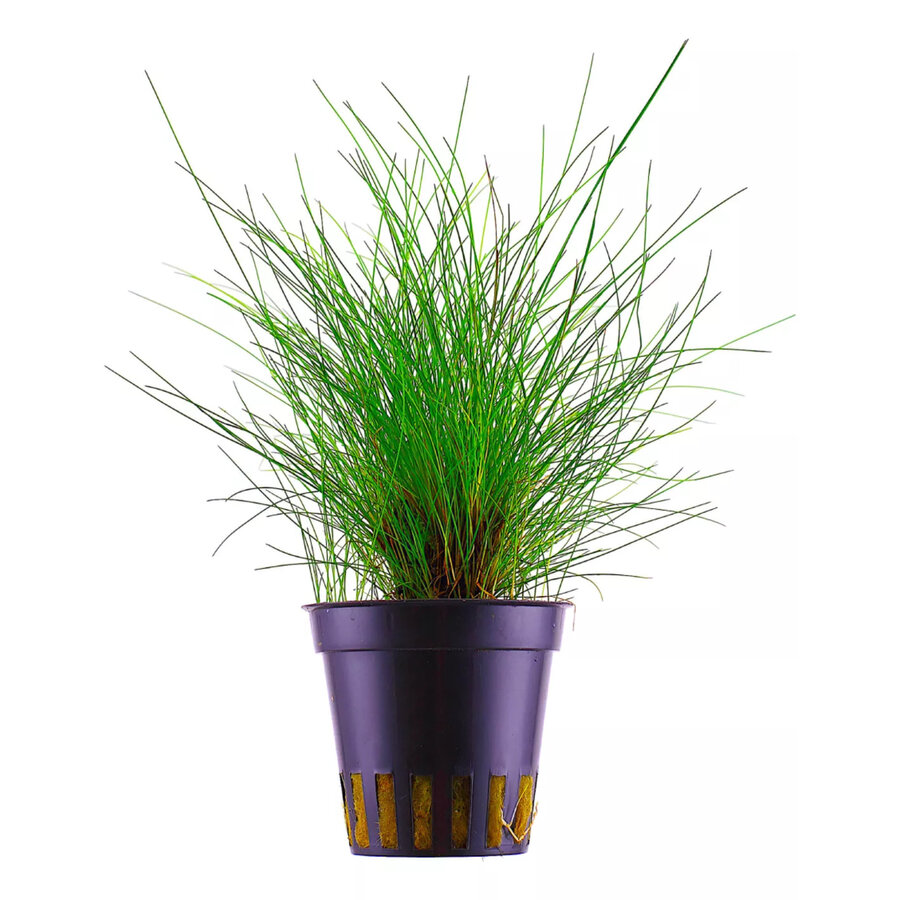 Eleocharis parvulus | Dwergnaaldgras | in 5 cm pot