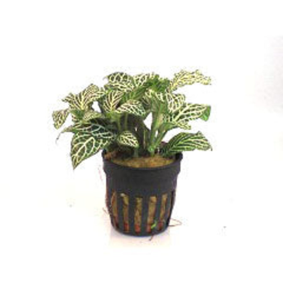 Fittonia Wit in 5 cm pot